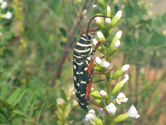 Placosternus erythropus
