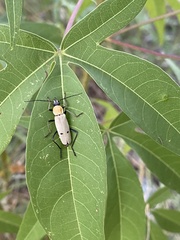 Chauliognathus misellus
