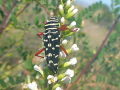 Placosternus erythropus