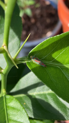 Graphocephala coccinea