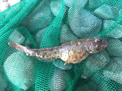 Cottus beldingii