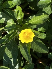 Ludwigia hexapetala
