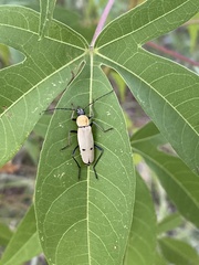 Chauliognathus misellus