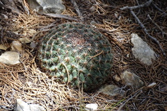 Mammillaria heyderi