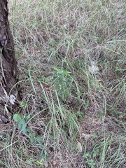 Berberis trifoliolata