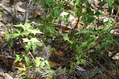 Berberis trifoliolata