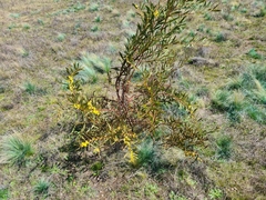 Acacia rubida