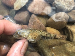 Cottus beldingii