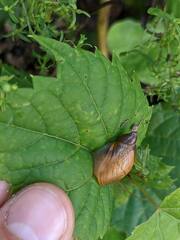 Succinea putris