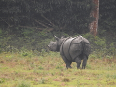 Rhinoceros unicornis