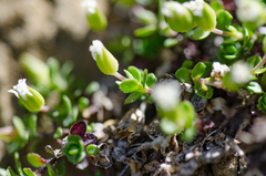 Arenaria ciliata multicaulis