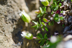 Arenaria ciliata multicaulis