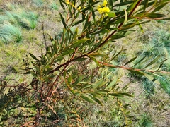 Acacia rubida
