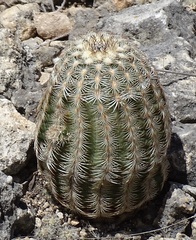 Echinocereus reichenbachii caespitosus