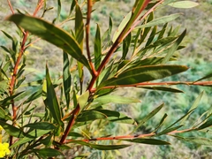 Acacia rubida