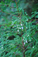 Chamaecyparis thyoides
