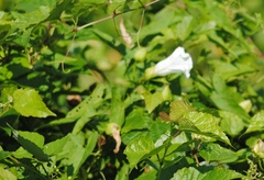 Calystegia sepium