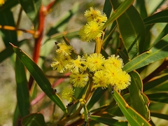 Acacia rubida