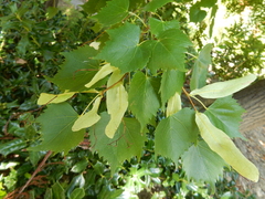 Tilia mongolica