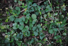 Potentilla indica