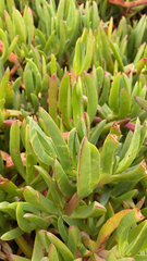 Carpobrotus edulis