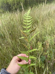 Dryopteris cristata