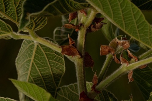 Rhynchosia clivorum subsp. pycnantha image