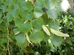 Tilia mongolica
