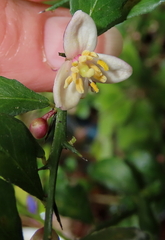 Citrus australasica