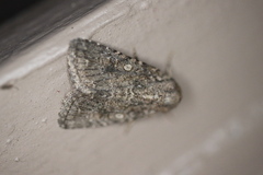 Protorthodes