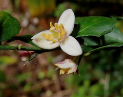 Citrus australasica