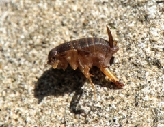 Myrmecophilus