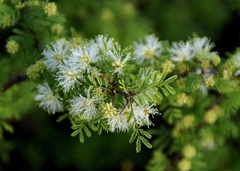 Mimosa aculeaticarpa