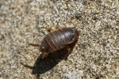 Myrmecophilus