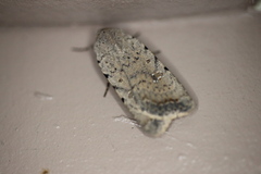 Caradrina montana