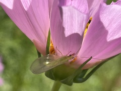 Chrysoperla rufilabris