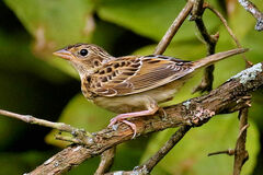 Ammodramus savannarum