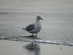Larus glaucescens