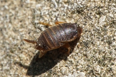 Myrmecophilus