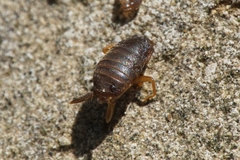 Myrmecophilus