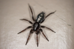 Herpyllinae