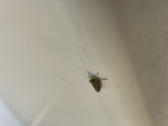 Macrosteles