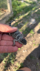 Sceloporus poinsettii