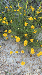 Thymophylla pentachaeta