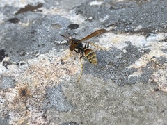 Mischocyttarus flavitarsis