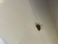 Macrosteles