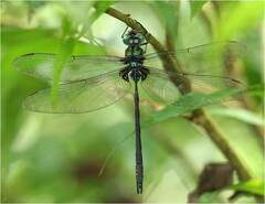 Gynacantha membranalis