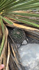 Mammillaria heyderi