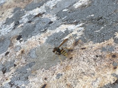 Mischocyttarus flavitarsis