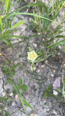 Chamaesaracha sordida